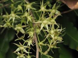 Image result for Monoon longifolium