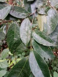 Image result for Xylopia aethiopica