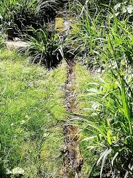 Jardin De La Biodiversite Viry Chatillon 2020 All You Need To Know Before You Go With Photos Tripadvisor