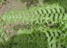 Image result for Nephrolepis biserrata