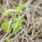 Image result for Leucas martinicensis