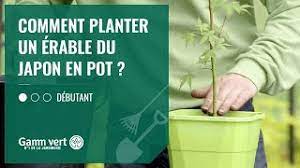 Il peut même y rester toute sa vie ! Tuto Comment Planter Un Erable Du Japon En Pot Jardinerie Gamm Vert Youtube