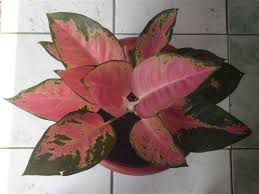Pin Di Hybrid