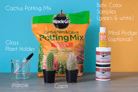 Cactus foaming succulent plant food. Mr And Mrs Frankenstein Succulents A Charming Project