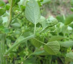 Image result for Acalypha brachystachya