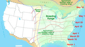 Hummingbird Migration Map 2019 2020 Sightings Patterns