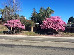 Image result for Handroanthus sp. near impetiginosus