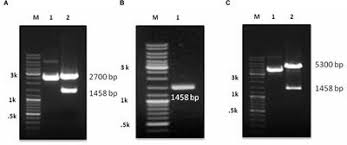 Each dot represents one sample. Frontiers Development Of Multispecies Recombinant Nucleoprotein Based Indirect Elisa For High Throughput Screening Of Crimean Congo Hemorrhagic Fever Virus Specific Antibodies Microbiology