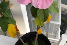Image result for Hibiscus aethiopicus