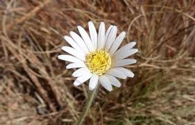 Image result for Gerbera viridifolia