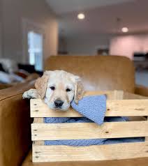 Upstate Sc Golden Retrievers Home Facebook