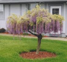 Shop monrovia texas purple japanese wisteria in the vines department at lowe's.com. Purple Wisteria Tree Wisteria Tree Purple Wisteria Purple Wisteria Tree