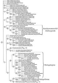Image result for Ophrestia radicosa