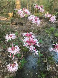 Swamp Azalea Rhododendron Viscosum A Beautiful Native Shrub Azaleas Rhododendron Shrubs