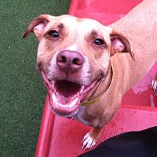 Watch your pet play by using internet explorer or mozilla firefox browsers. Dog Boarding Daycare Bonita Springs Cape Coral Fort Myers Fl