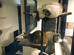 Places shinjuku restaurantgastropub tokyo kitchen. Cats Picture Of Cat Cafe Calico Shinjuku Kabukicho Tripadvisor