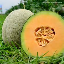 Cara penanaman bibit siap tanam dipindahkan beserta medianya. Madesta F1