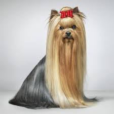Photography Wow Dogs Gods By Tim Flach Belladog Magazine Yorkie Dogs Yorkshire Terrier Yorkshire Terrier Dog