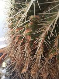 Keeping the proper moisture level is a delicate balance, but cacti are very forgiving. Cactus And Succulents Forum Help With Cactus Turning Brown Garden Org
