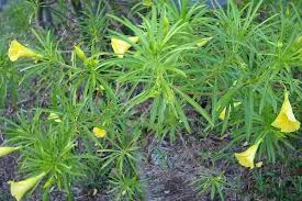 Image result for Cascabela thevetia