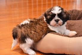 Available Shih Tzu Puppies Kv Shihtzu Puppies Shih Tzu Puppy Shitzu Dogs Shih Tzu