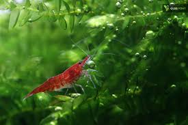 Red Fire Shrimp Neocaridina Heteropoda Eaux Douces Aquarium