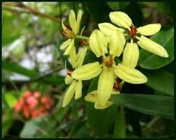 Image result for Tristellateia africana