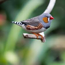 Bird On A Wire Movie Vancouver Zebra Finch By Robert D Macnevin Photo 118561895 500px Zebra Finch Finches Bird Pet Birds