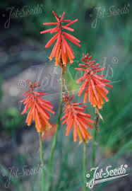 Image result for Kniphofia princeae