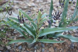 Image result for Ornithoglossum viride
