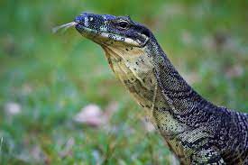 See more ideas about monitor lizard, reptiles and amphibians, lizard. Monitor Lizard Wikipedia