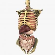 Check spelling or type a new query. Human Male Torso Mannequin 3d Models Stlfinder