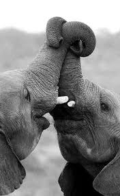 Beautiful Black And White Elephant Pictures This Is Adorable The Elephants Look Like They Re Hugging Animals Animals Beautiful Elephant
