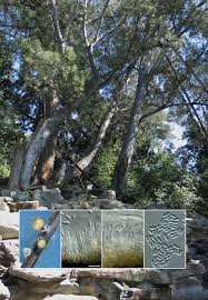 Image result for Marquesia acuminata