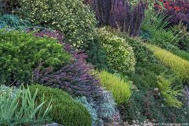 Image result for Sonchus wilmsii