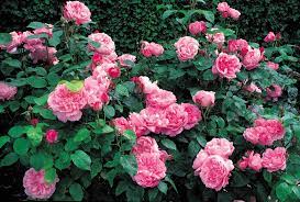 Check spelling or type a new query. 18 Great Roses Varieties For Shady Gardens