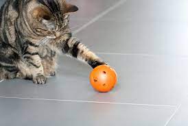 They will keep your indoor cat entertained and prevent. Your Cat Would Like Food Puzzle Toys