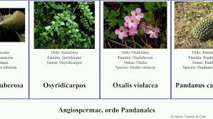 Image result for Osyridicarpos