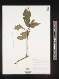 Image result for Anisotes formosissimus