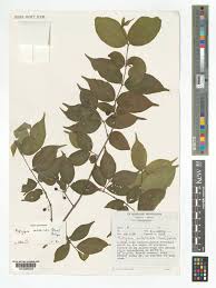 Image result for Rytigynia sp. N