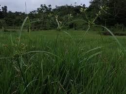 Image result for Cyperus pectinatus