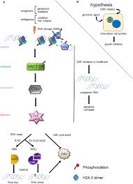 Hi all , how do you protect your light pets from the radiation in red areas ? Frontiers Emerging Therapeutic Targets Against Toxoplasma Gondii Update On Dna Repair Response Inhibitors And Genotoxic Drugs Cellular And Infection Microbiology