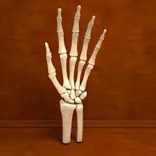 The skeleton of the hand has 27 bones. 3d Model Ultimate Human Hand Bones Anatomy 91533419