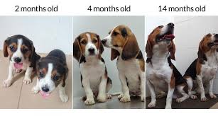 My 8 year old beagle, she survived a pitbull attack in january 1st, and her ear is said he was beagle catahoula mix. Gene Editing Creates Buff Beagles Science News For Students