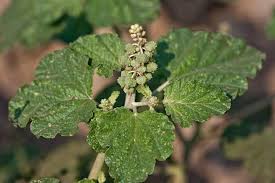 Image result for Chrozophora plicata