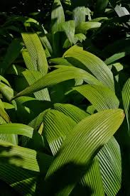 Image result for Molineria