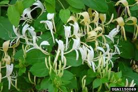 Among these, we have large selections of container grown red maples, japanese maples, flowering dogwoods, southern magnolias, deciduous magnolias, oaks, and ginkgo bilobas. Invasive Plant Species In East Tennessee Keep Blount Beautiful