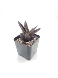 Image result for Haworthia limifolia