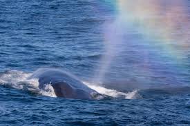 Sunset kidd is a 41 ft. Blue Whale Rainbow Picture Of Condor Express Whale Watching Santa Barbara Tripadvisor