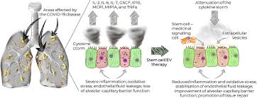 Frontiers Can Stem Cells Beat Covid 19 Advancing Stem Cells And Extracellular Vesicles Toward Mainstream Medicine For Lung Injuries Associated With Sars Cov 2 Infections Bioengineering And Biotechnology